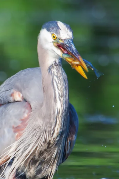 Great Blue Heron Fishing in soft focus — Stock Photo, Image