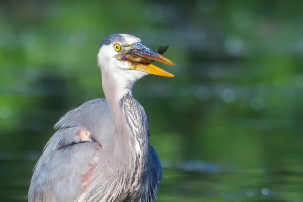 Gran pesca de garza azul en enfoque suave — Foto de Stock