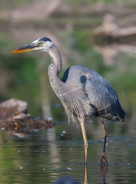 Blaureiher angeln — Stockfoto