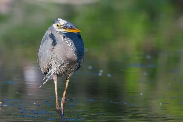 Grande pesca Blue Heron — Fotografia de Stock