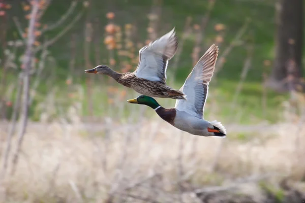 Mallards em voo em foco suave — Fotografia de Stock