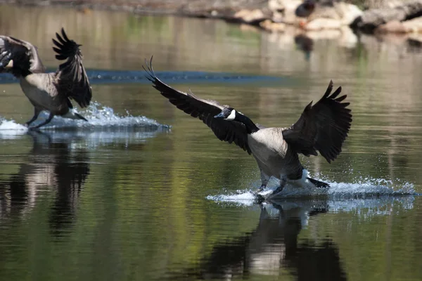 Canadian goose landing on water — Stock Photo, Image