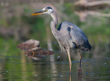 büyük mavi balıkçıl balıkçılık