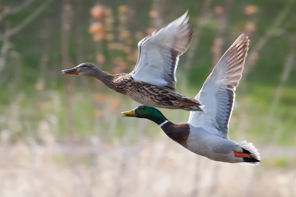 Mallards em voo — Fotografia de Stock