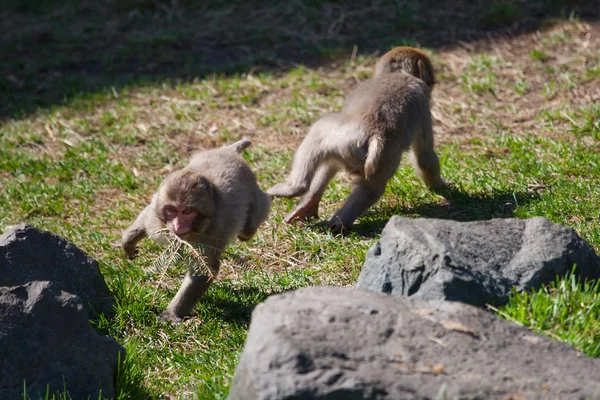 Iki makak maymunun oynarken — Stok fotoğraf