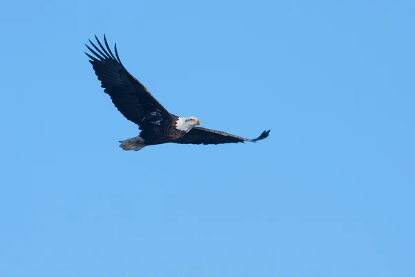 American Bald Eagle in flight — Stock Photo, Image