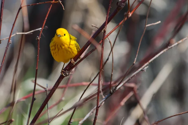 Goldfinch americano — Fotografia de Stock