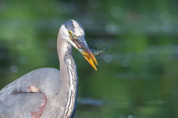 Great blue heron połowów — Zdjęcie stockowe