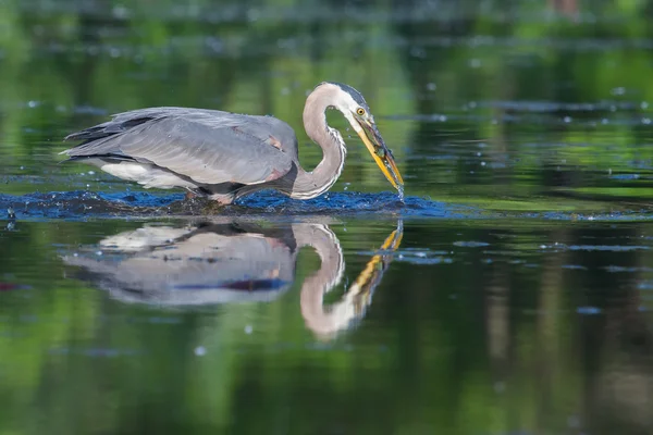 Gran pesca de garza azul — Foto de Stock