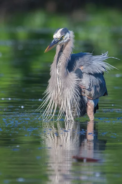 Blauwe reiger visserij — Stockfoto