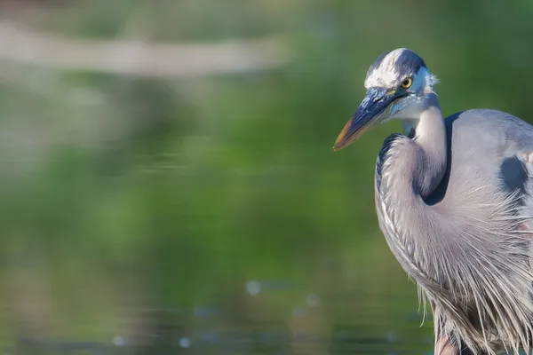 Great blue heron fiske i mjukt fokus — Stockfoto
