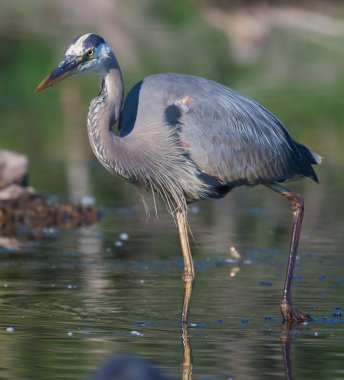 büyük mavi balıkçıl balıkçılık