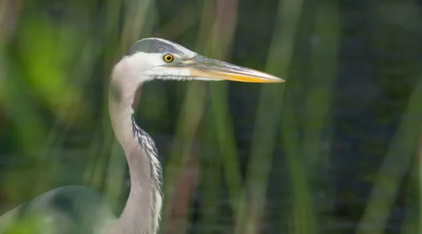 Great blue heron połowów w soft focus — Zdjęcie stockowe