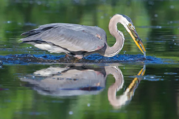 Blauwe reiger visserij in soft focus Sea... — Stockfoto