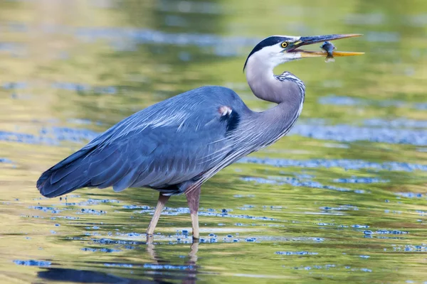 Great Blue Heron captura pequeno bluegill — Fotografia de Stock