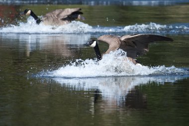 Kanadalı kaz su üzerinde açılış