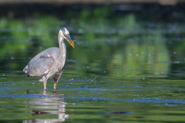 büyük mavi balıkçıl balıkçılık