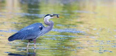 büyük mavi balıkçıl küçük bluegill yakalar