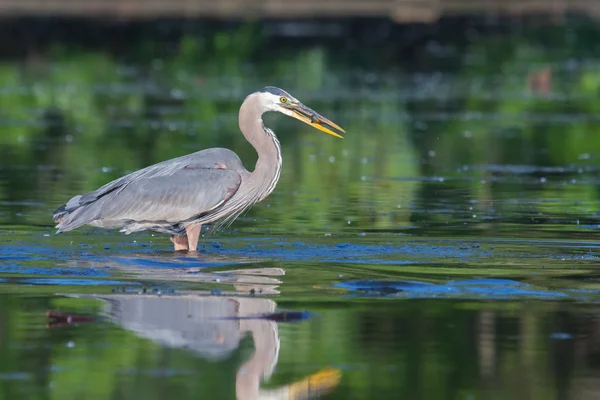 Blaureiher angeln — Stockfoto