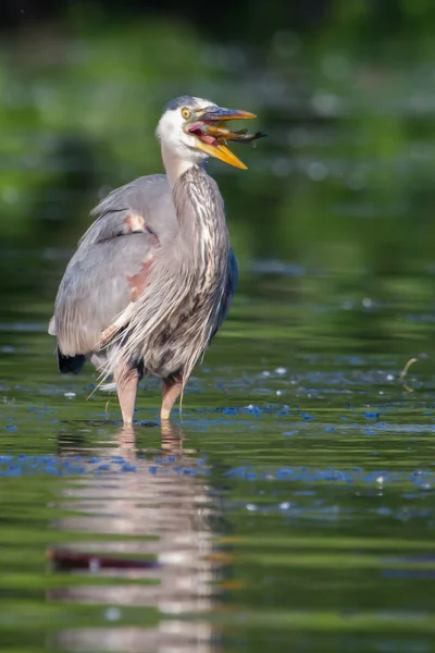 Blauwe reiger een vis eten in soft focus Sea... — Stockfoto