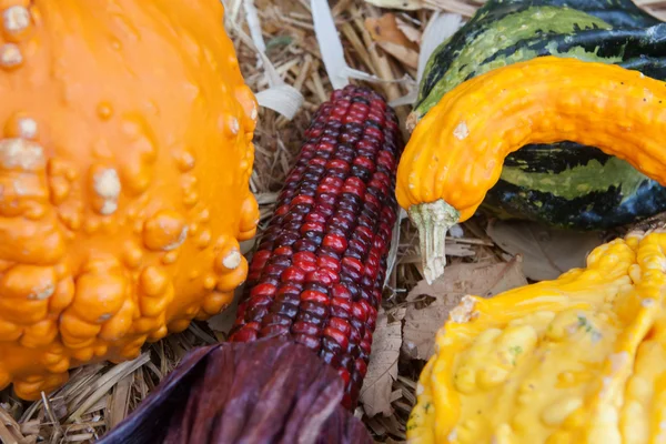 Calabazas de vacaciones y maíz —  Fotos de Stock