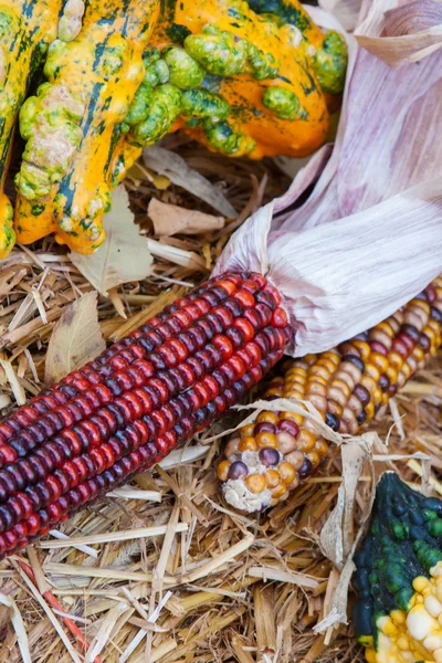Indian Corn — Stock Photo, Image