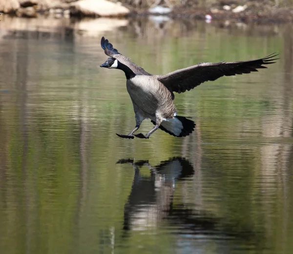 Канадський гусака посадки на воду — стокове фото