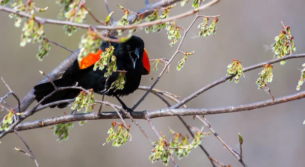 Male Red-winged Blackbird in a tree — Stock Photo, Image