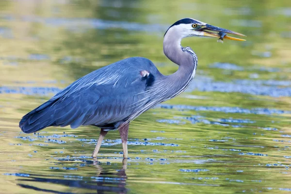 Büyük mavi balıkçıl küçük bluegill yakalar — Stok fotoğraf