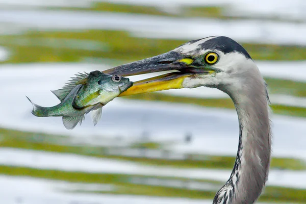 Great Blue Heron catches a Bluegill in soft focus — Stock Photo, Image