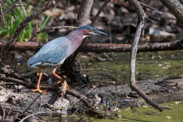 Green Heron (Butorides virescens) Stalking its Prey — Stock Photo, Image