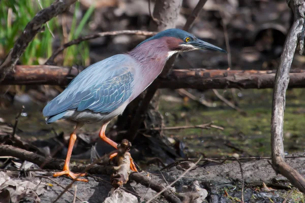 Green Heron (Butorides virescens) Stalking its Prey in soft focu — Stock Photo, Image