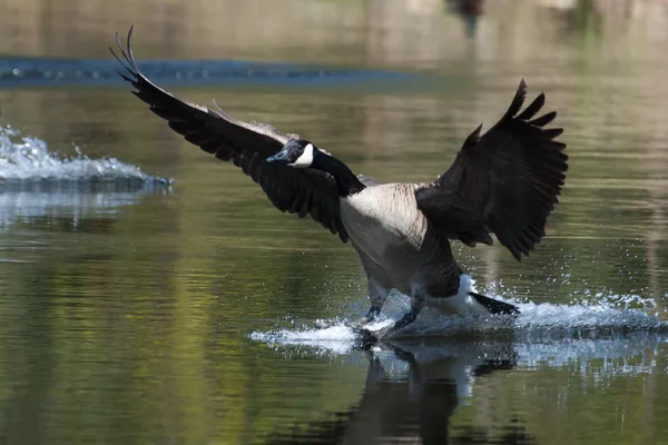 Canadian goose landning på vatten — Stockfoto