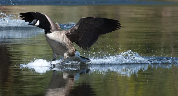 Oie canadienne débarquant sur l'eau — Photo