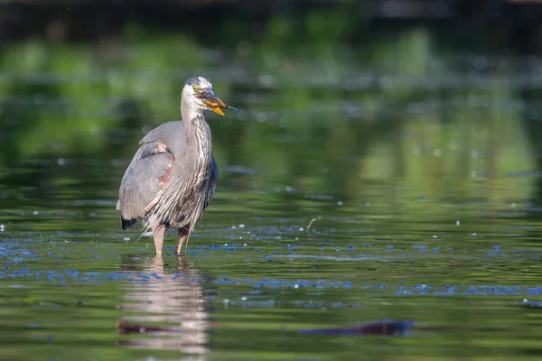 Blauwe reiger visserij — Stockfoto