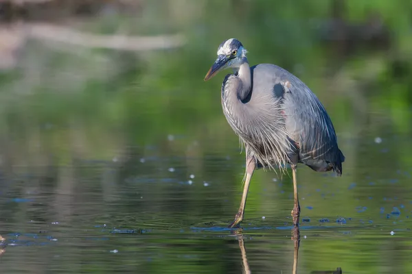 Grande pesca Blue Heron — Fotografia de Stock