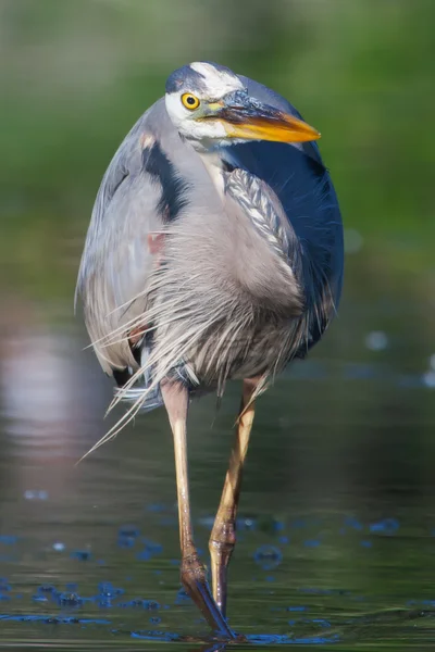Great Blue Heron Fishing in soft focus — Stock Photo, Image