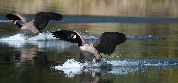 Oie canadienne débarquant sur l'eau — Photo