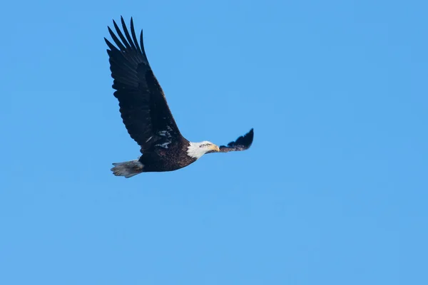 Águila calva americana en vuelo — Foto de Stock