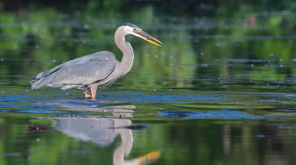 Blauwe reiger visserij — Stockfoto