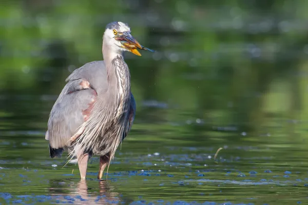 Great Blue Heron Fishing in soft focus — Stock Photo, Image