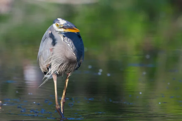 Great blue heron fiske i mjukt fokus — Stockfoto