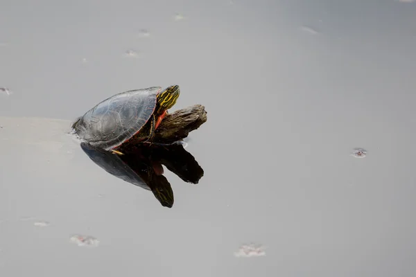 Пофарбовані черепаха Sunning — стокове фото