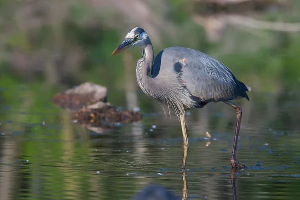 Gran pesca de garza azul en enfoque suave — Foto de Stock