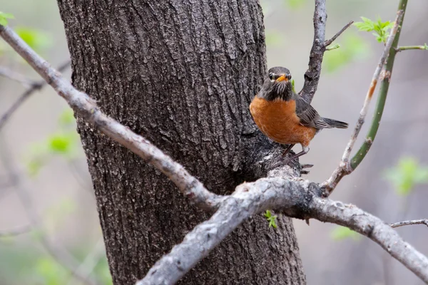 Αμερικανική robin — Φωτογραφία Αρχείου