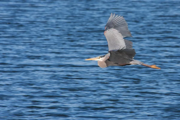 Great Blue Heron in Flight — Stock Photo, Image