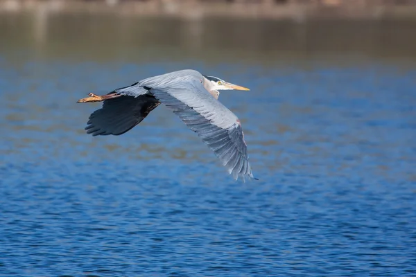 Great Blue Heron under flygning — Stockfoto