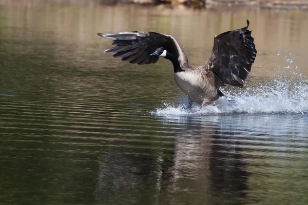 Kanadische Gans landet auf dem Wasser — Stockfoto