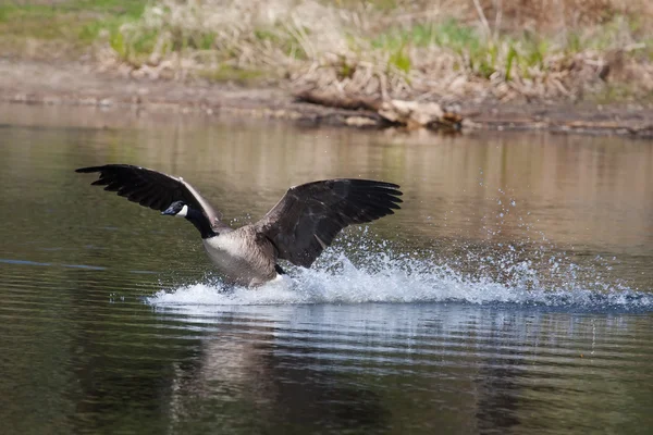 Canadian goose landing on water — Stock Photo, Image