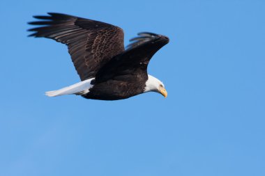 Uçan Amerikan Kel Kartalı